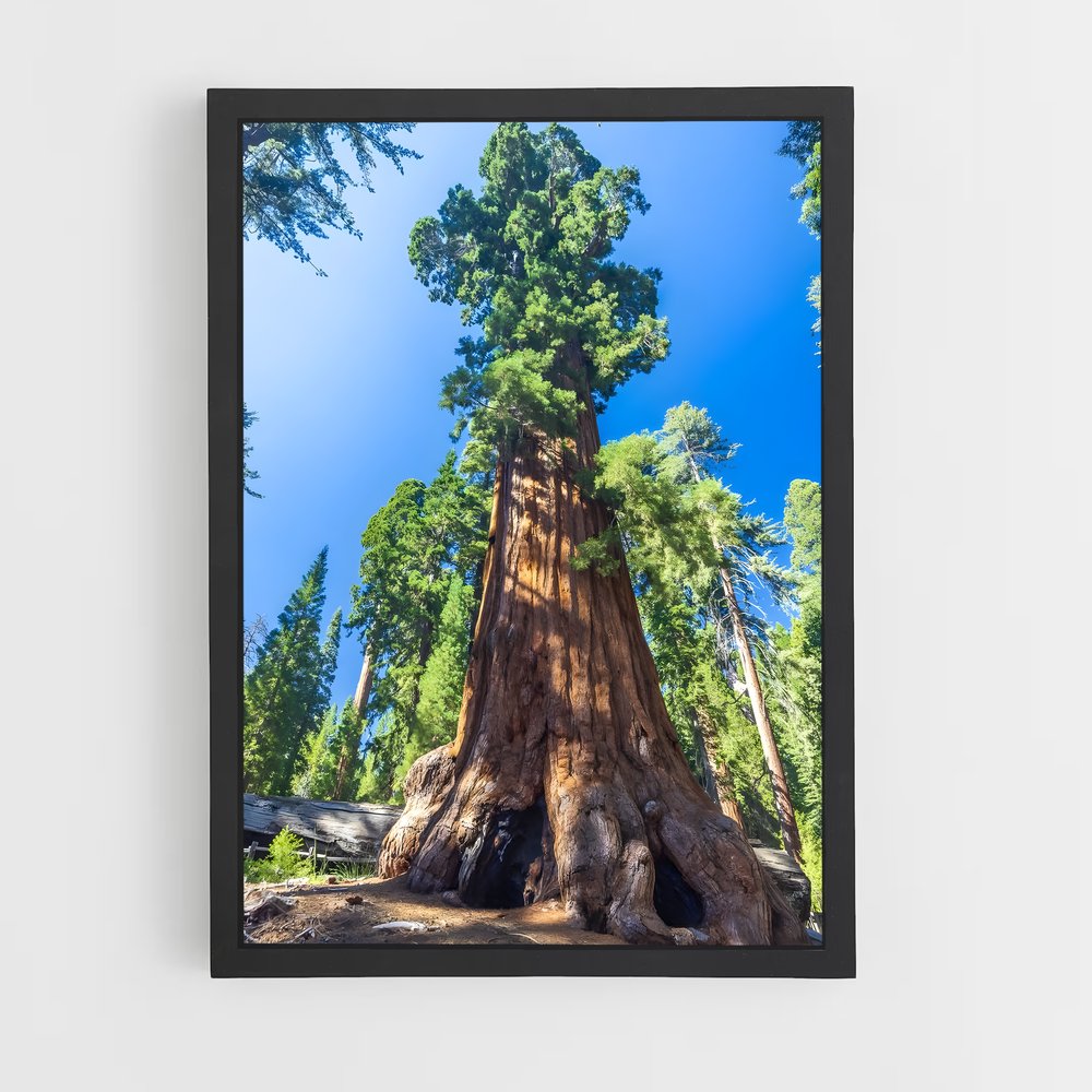 ap-trees-5 cadre Noir