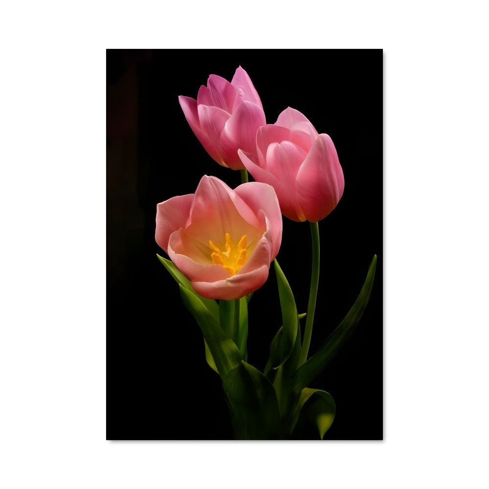 Poster Duo de Tulipes