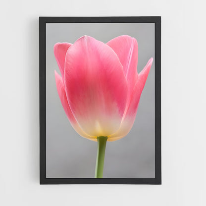 ap-tulip-4 cadre Noir