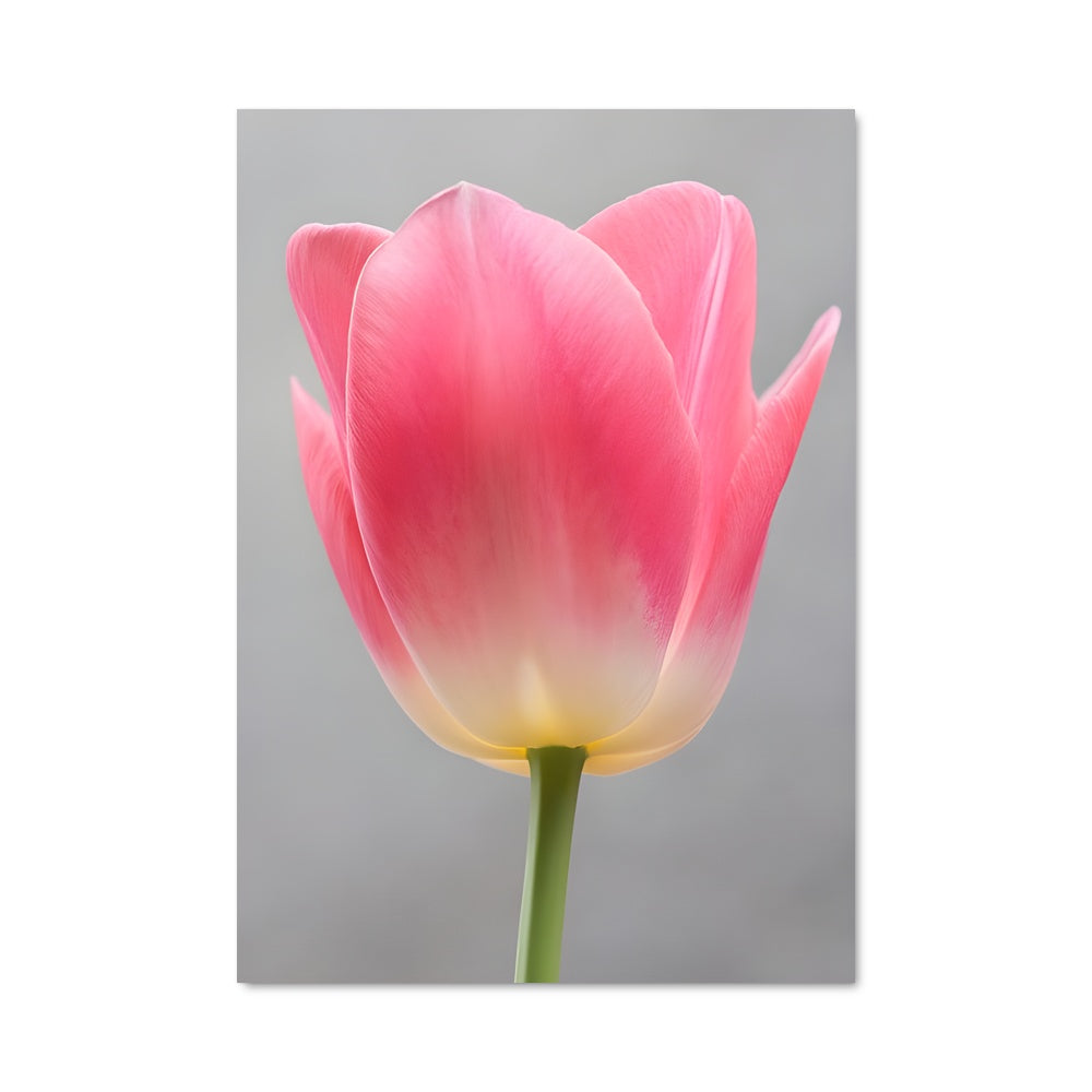 Poster Tulipe Éclatante