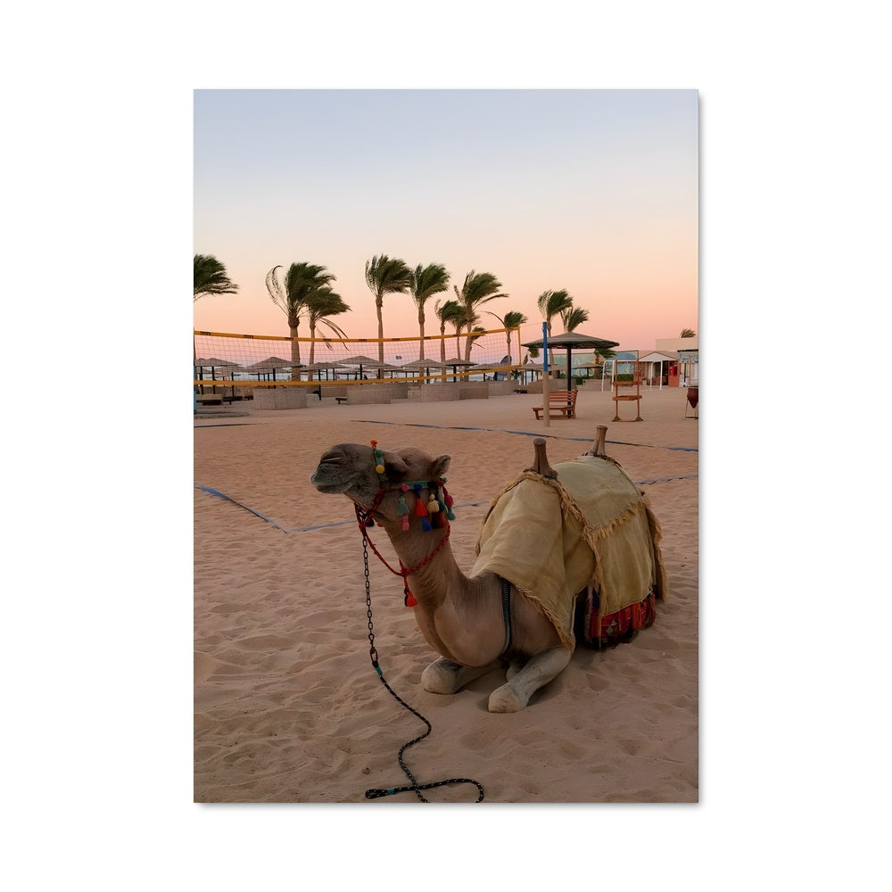 Poster Le Dromadaire des Plages