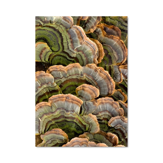 Poster Champignons Turcs