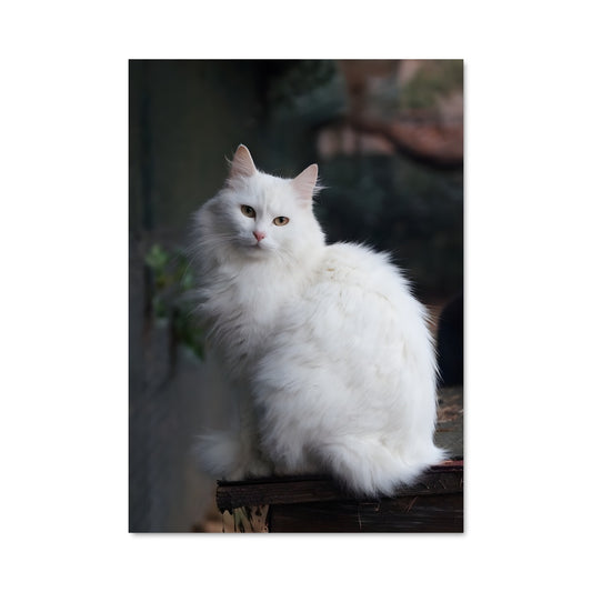 Poster Majesté Angora