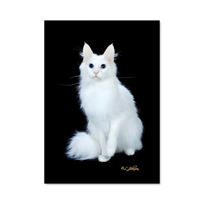 Poster Regard Glacé