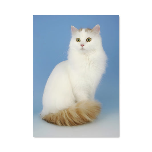 Poster Chat Turc Étoilé