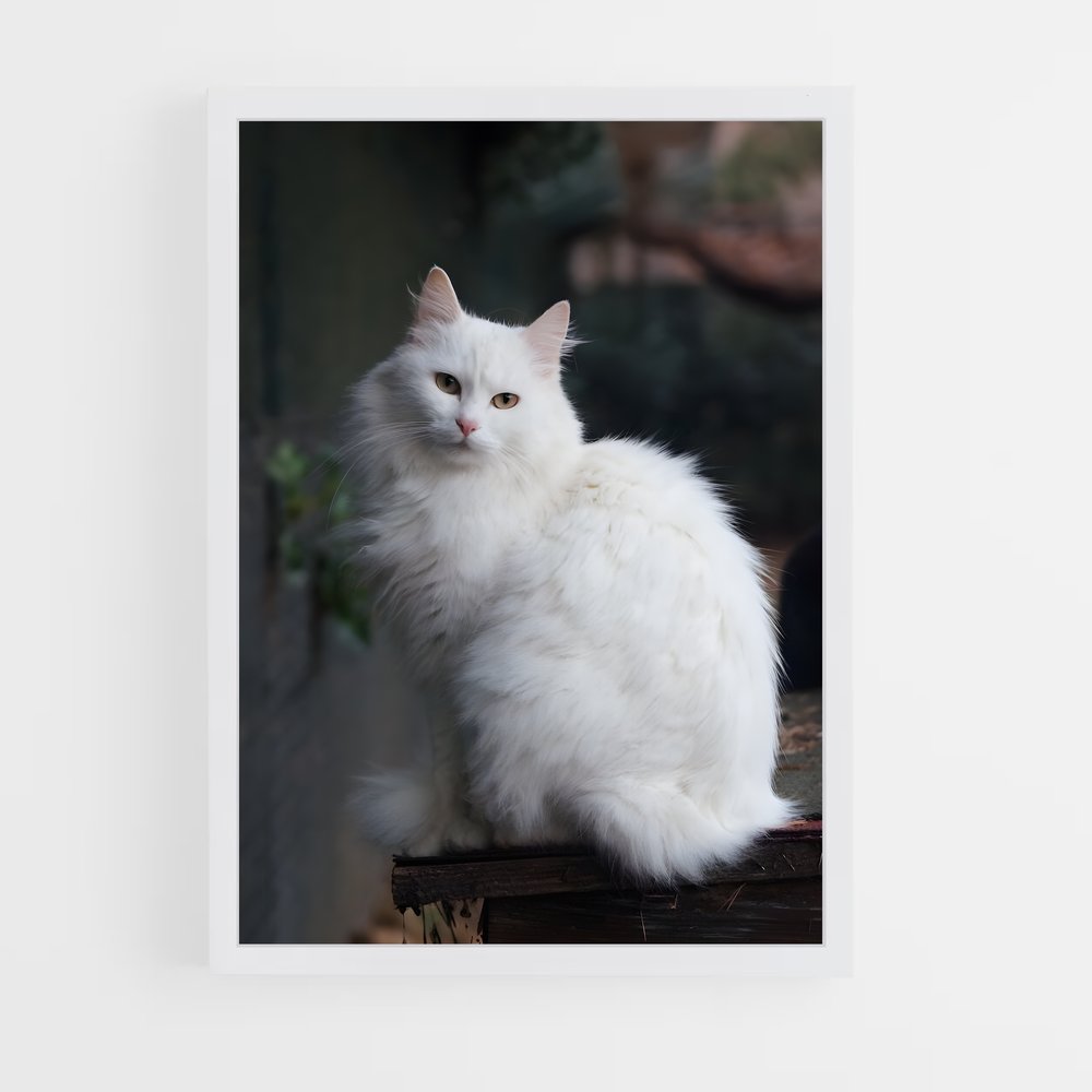 ap-turkish angora-1 cadre Blanc
