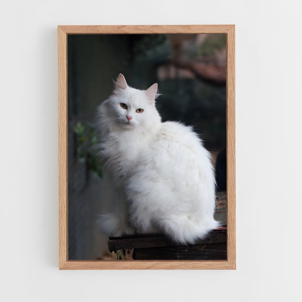 ap-turkish angora-1 cadre Bois clair