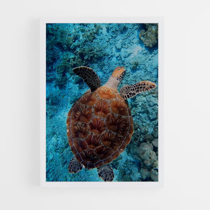 ap-turtle-6 cadre Blanc