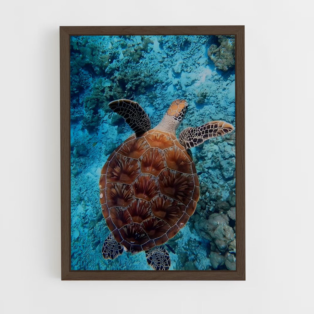ap-turtle-6 cadre Bois foncé