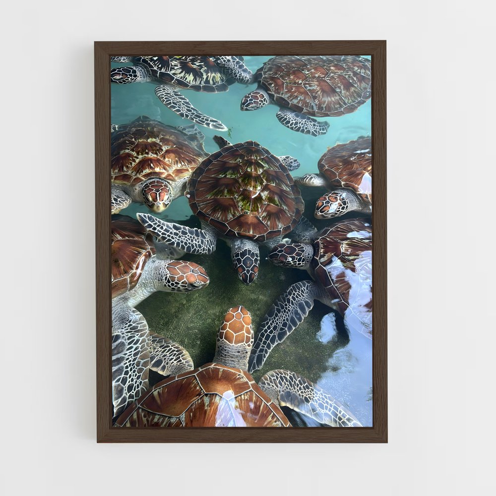 ap-turtle-8 cadre Bois foncé
