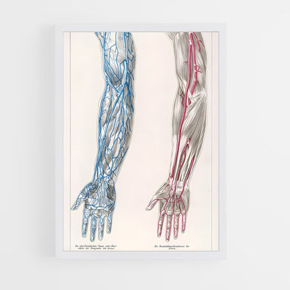 ap-vein-3 cadre Blanc