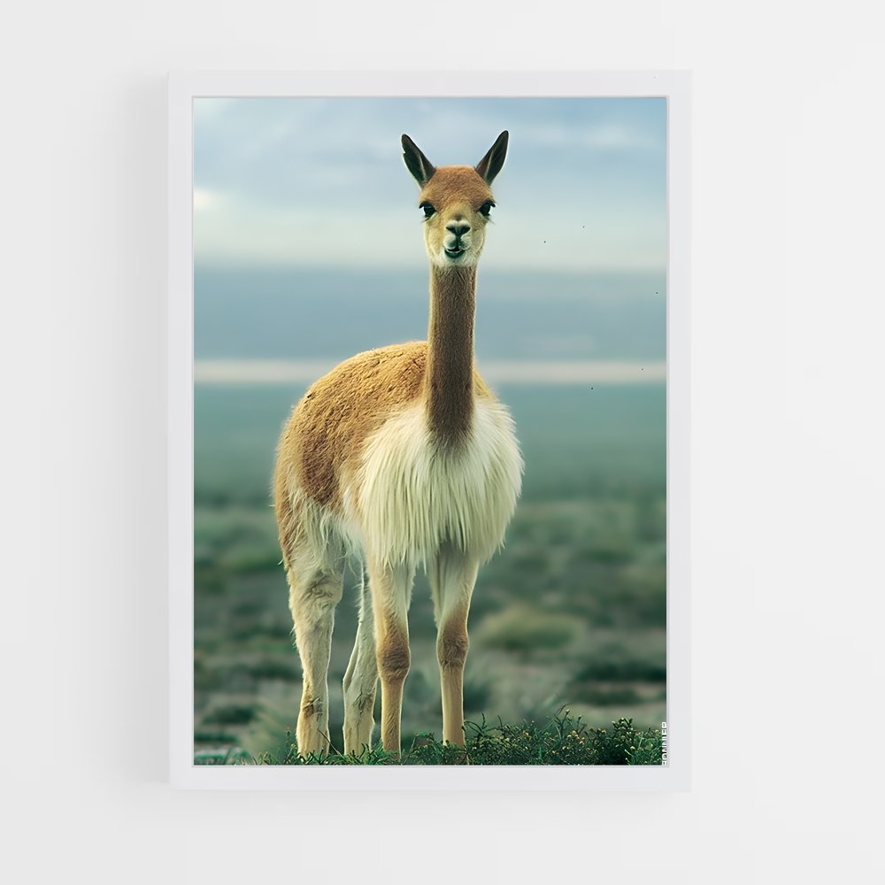ap-vicuna-1 cadre Blanc