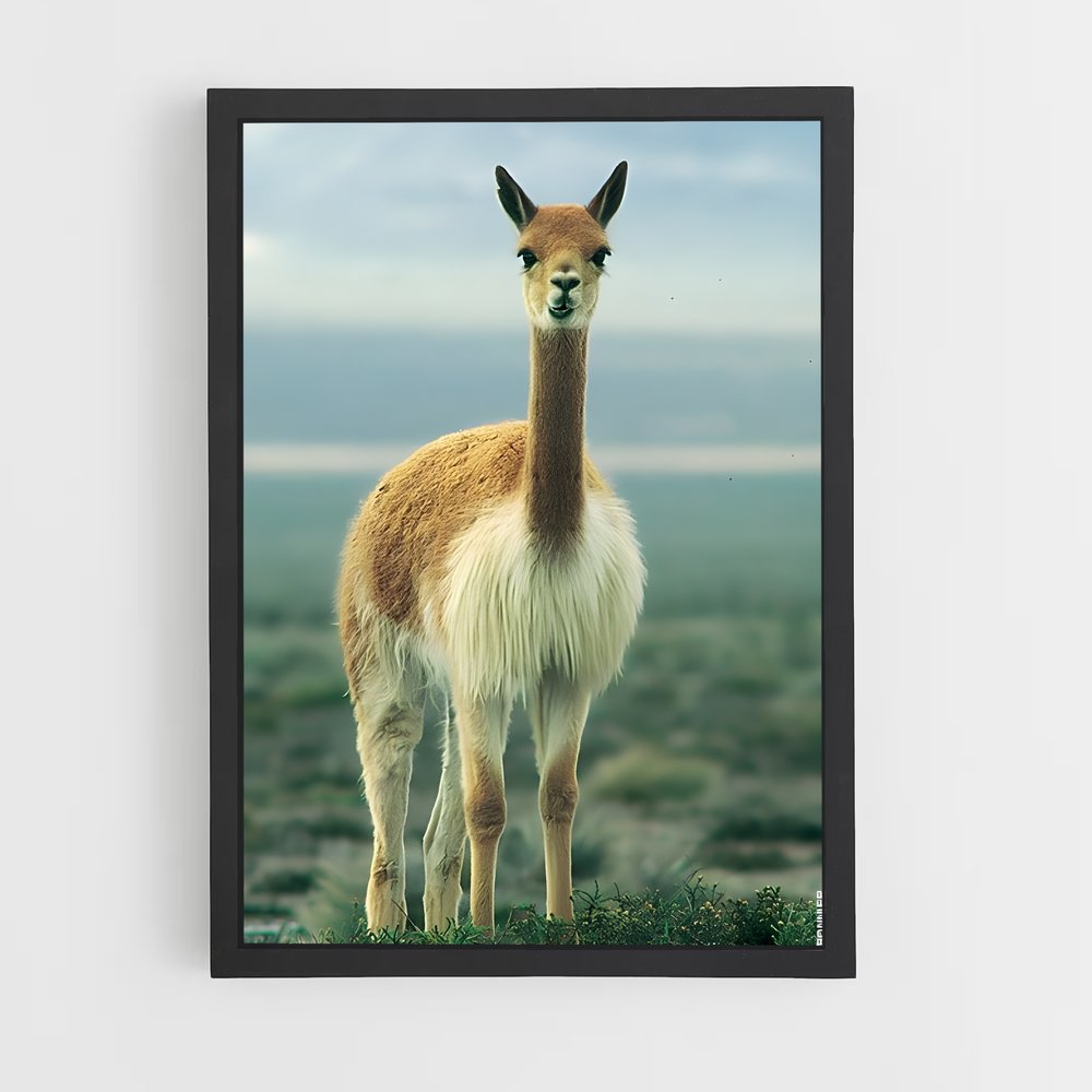 ap-vicuna-1 cadre Noir