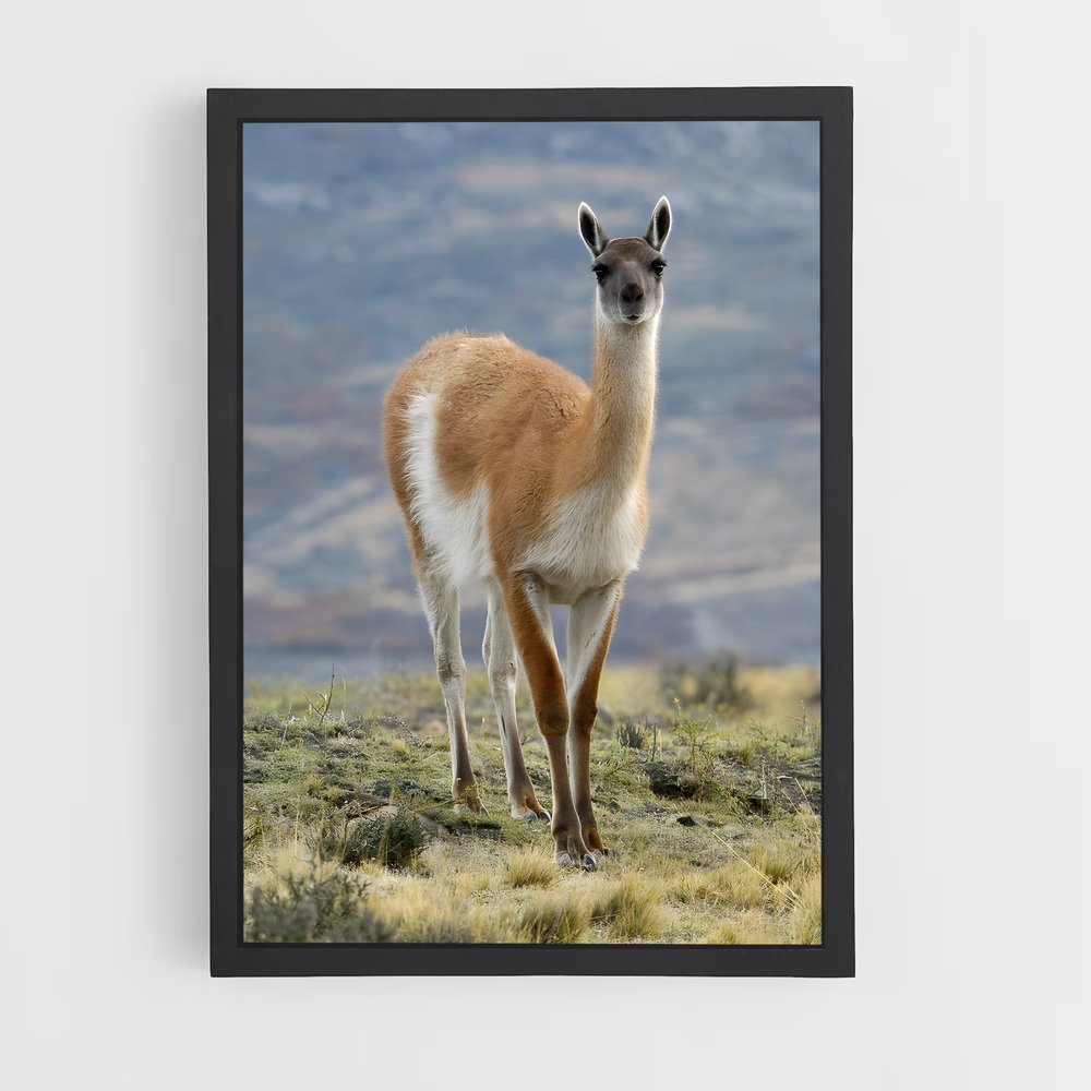 ap-vicuna-3 cadre Noir
