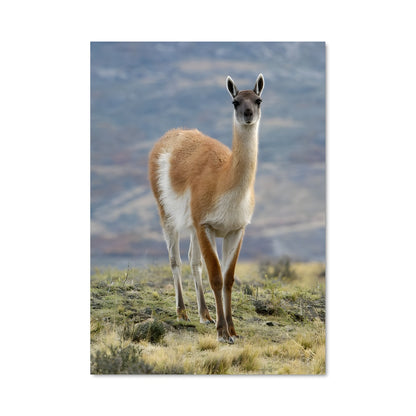 Poster Llamas en Fête