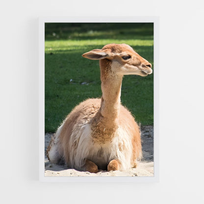 ap-vicuna-6 cadre Blanc