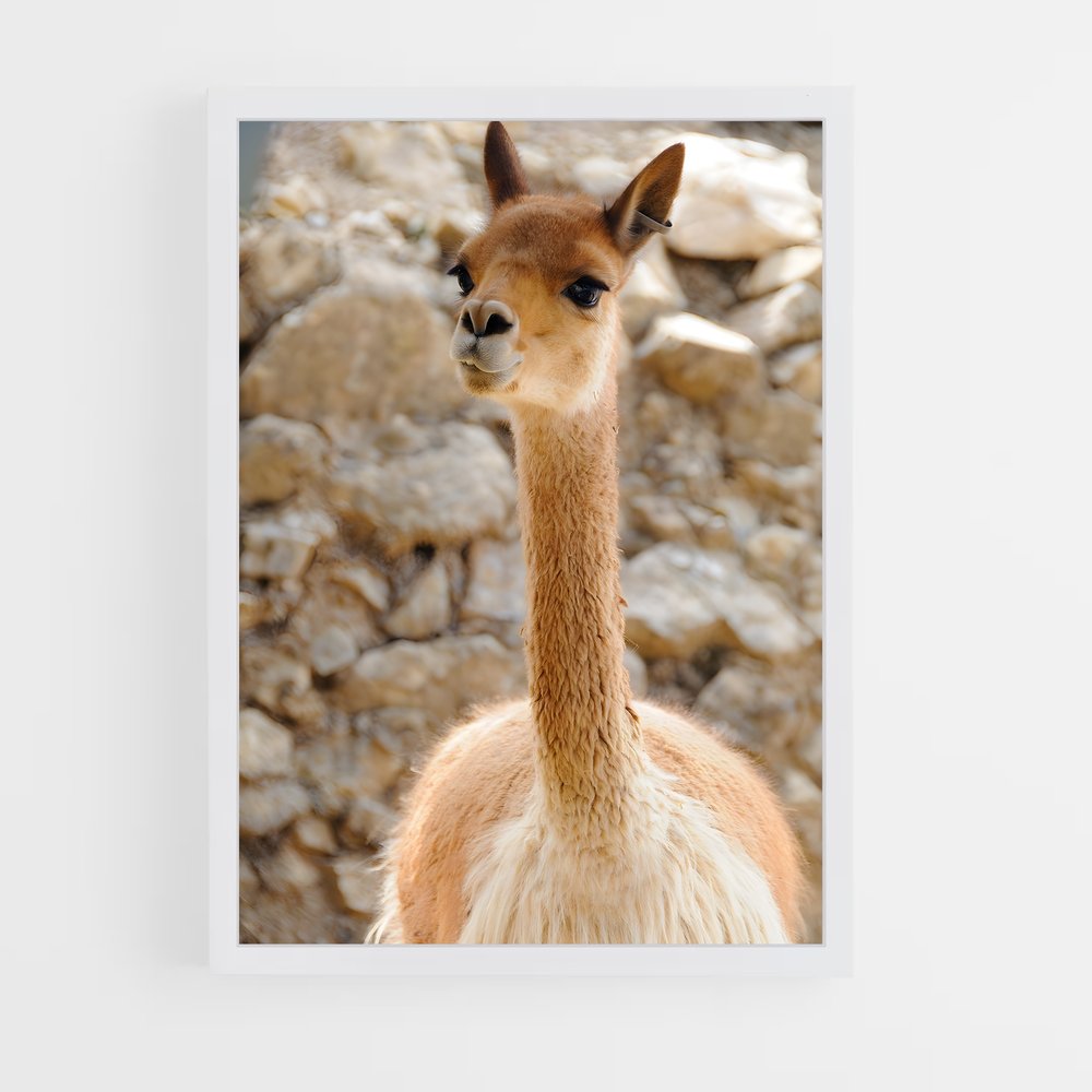 ap-vicuna-7 cadre Blanc