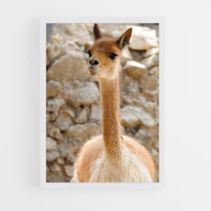 ap-vicuna-7 cadre Blanc