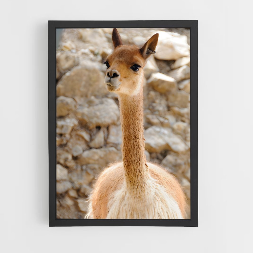 ap-vicuna-7 cadre Noir
