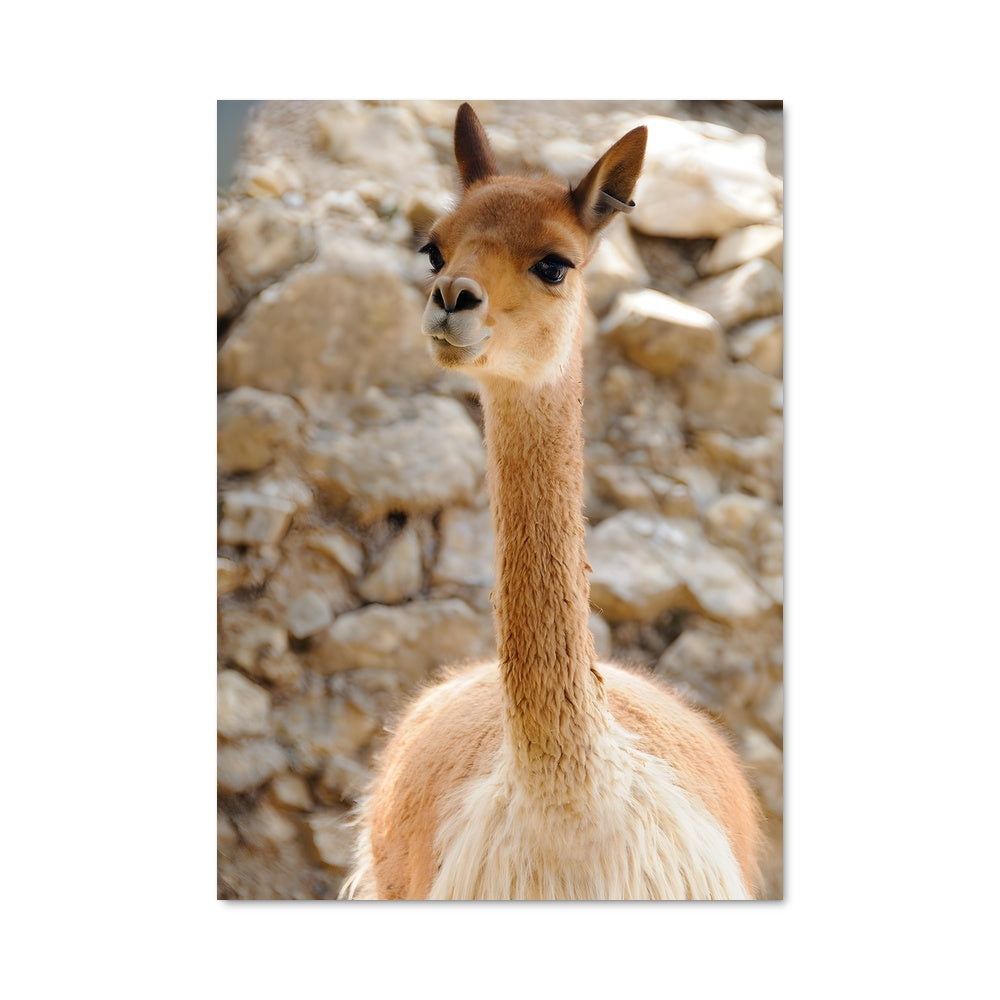 Poster Lamas en Fête