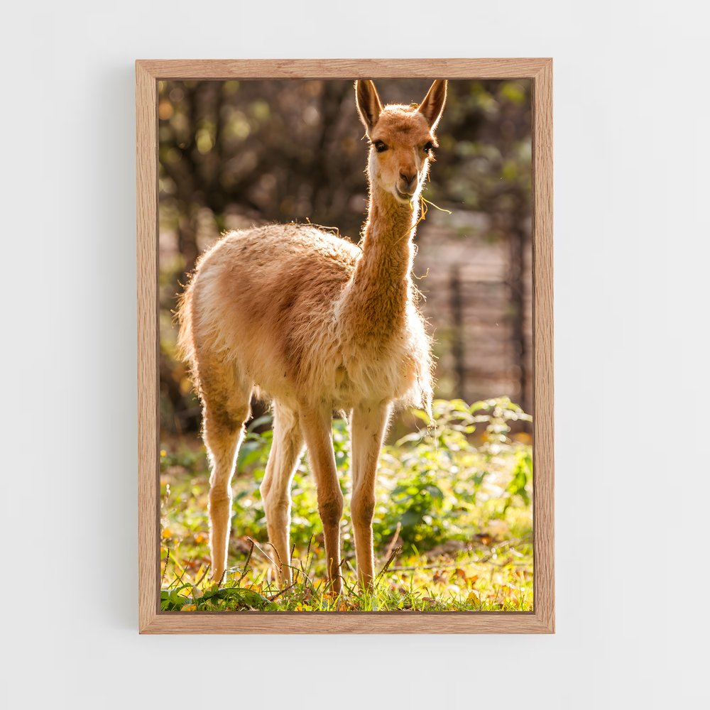 ap-vicuna-8 cadre Bois clair