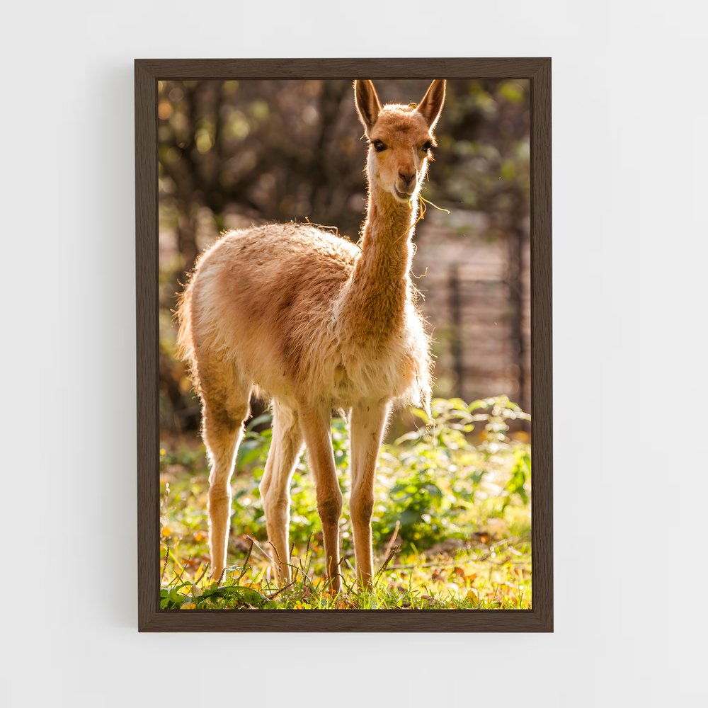 ap-vicuna-8 cadre Bois foncé