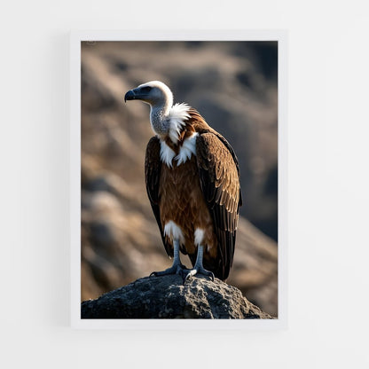 ap-vulture-2 cadre Blanc