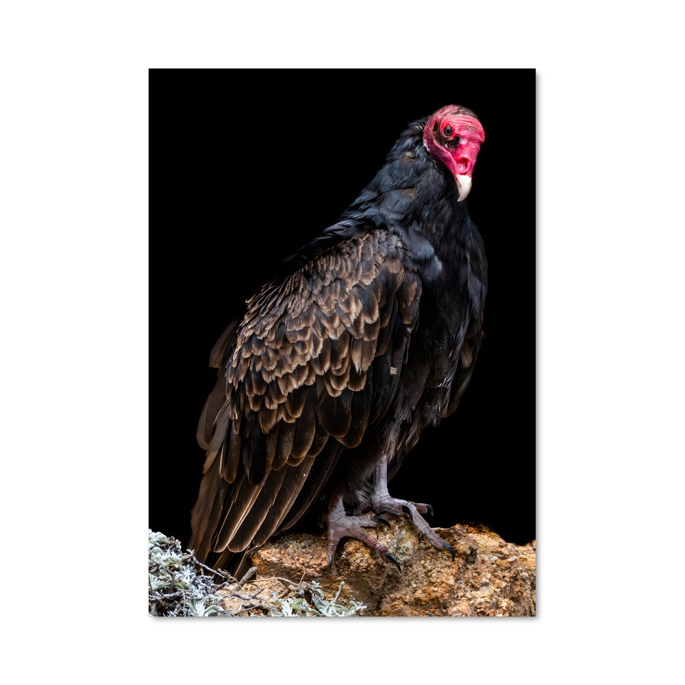 Poster Vautour Rosé