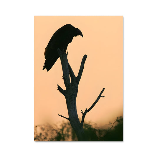 Poster Crépuscule des Vautours