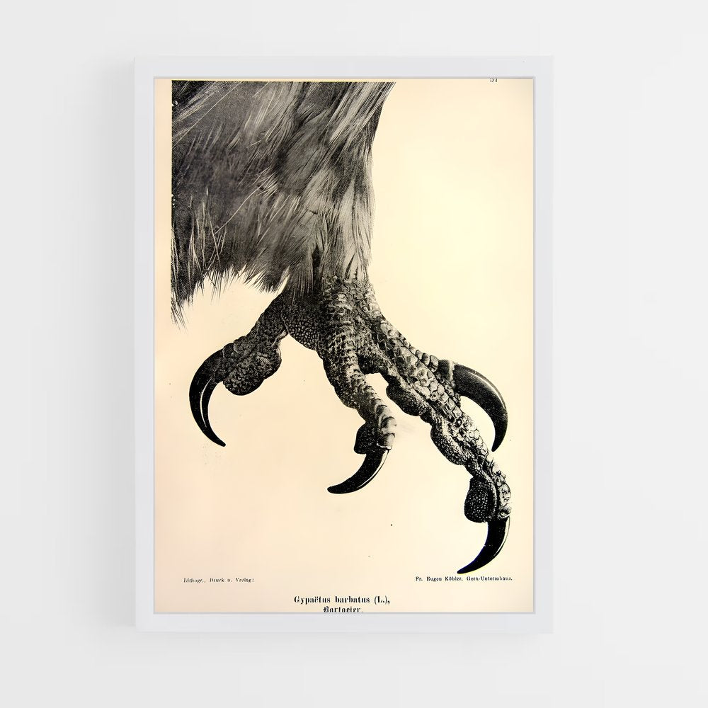 ap-vulture-8 cadre Blanc