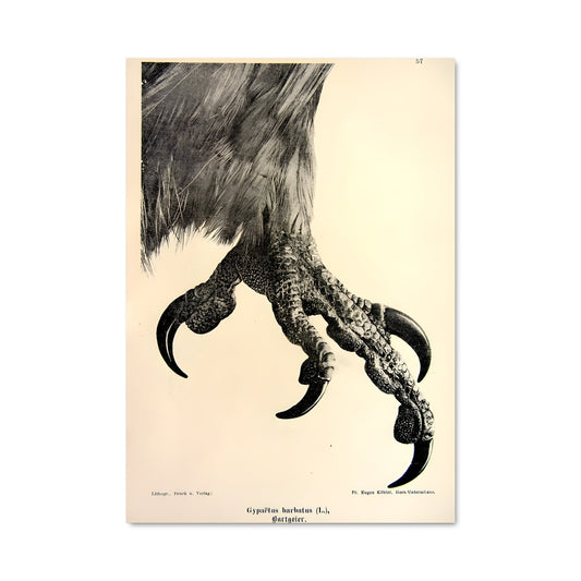 Poster Vautour Élégant