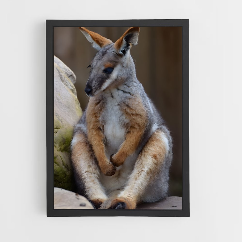 ap-wallaby-1 cadre Noir