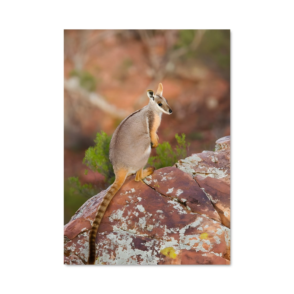 Poster Wallaby 84555