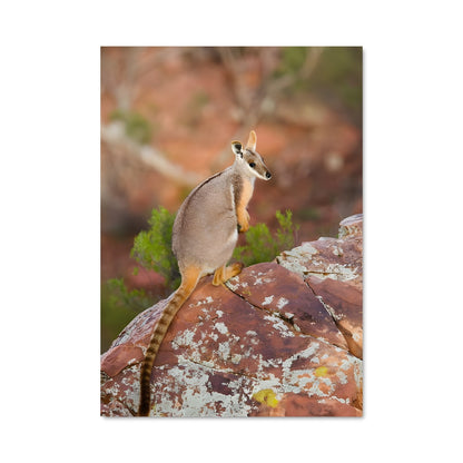 Poster Wallaby 84555