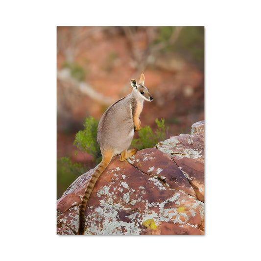 Poster Wallaby 84555