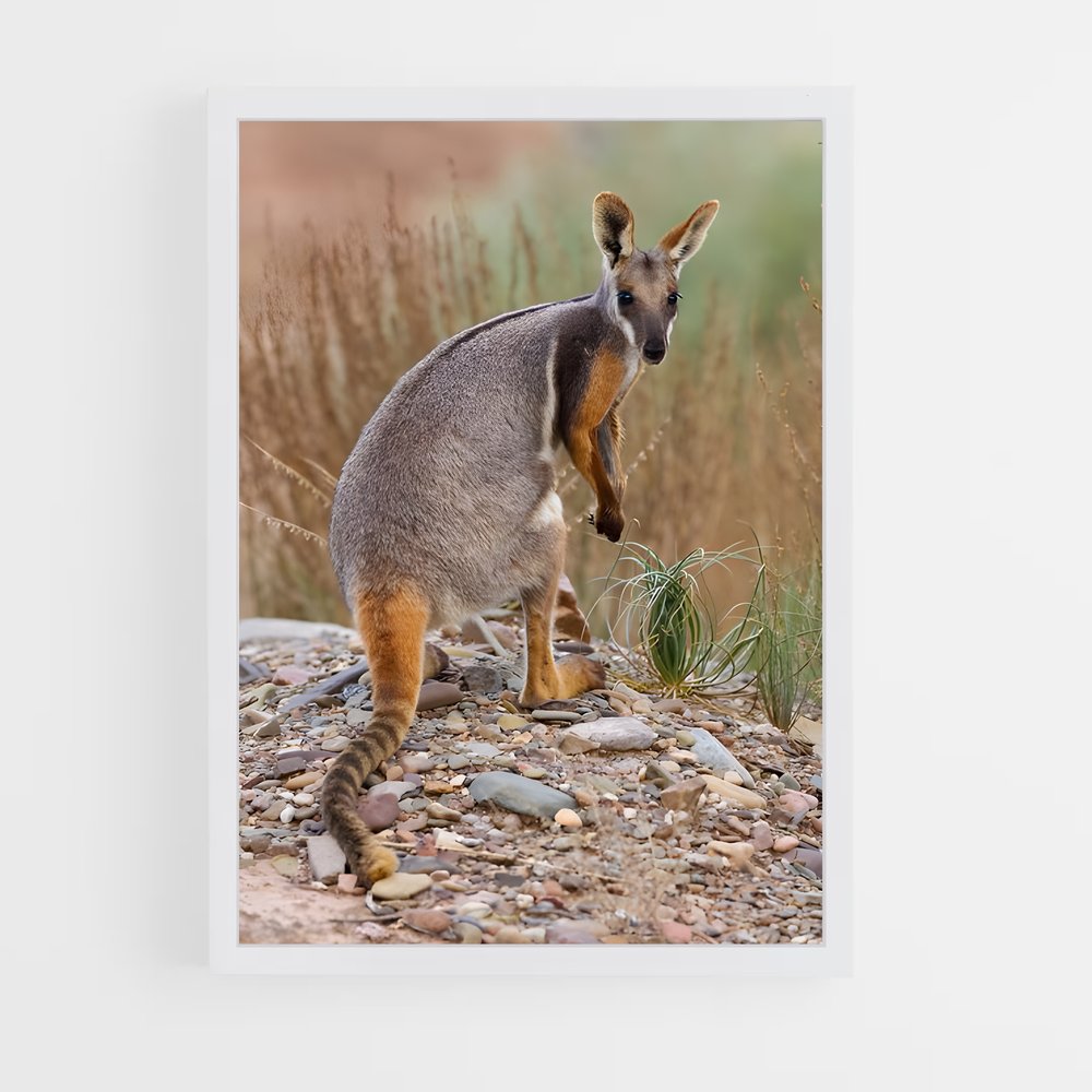 ap-wallaby-5 cadre Blanc