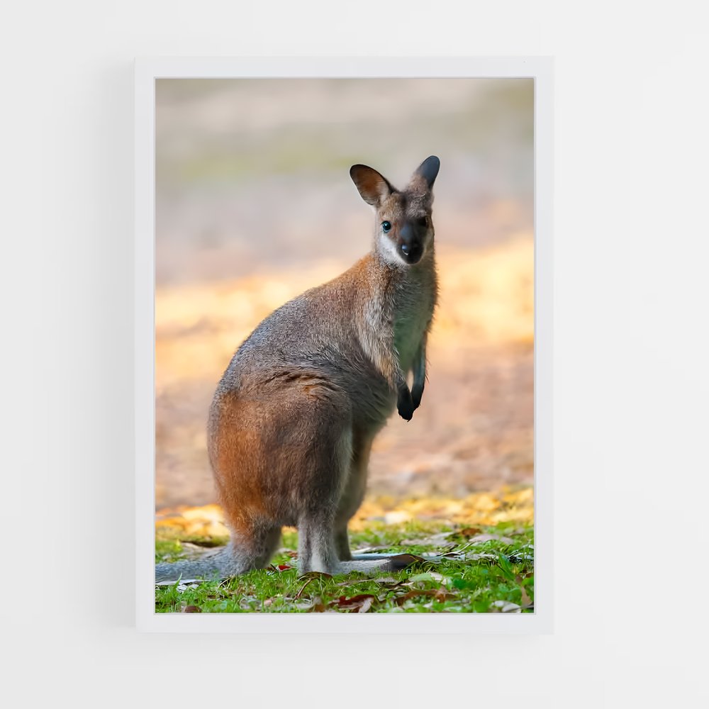 ap-wallaby-6 cadre Blanc