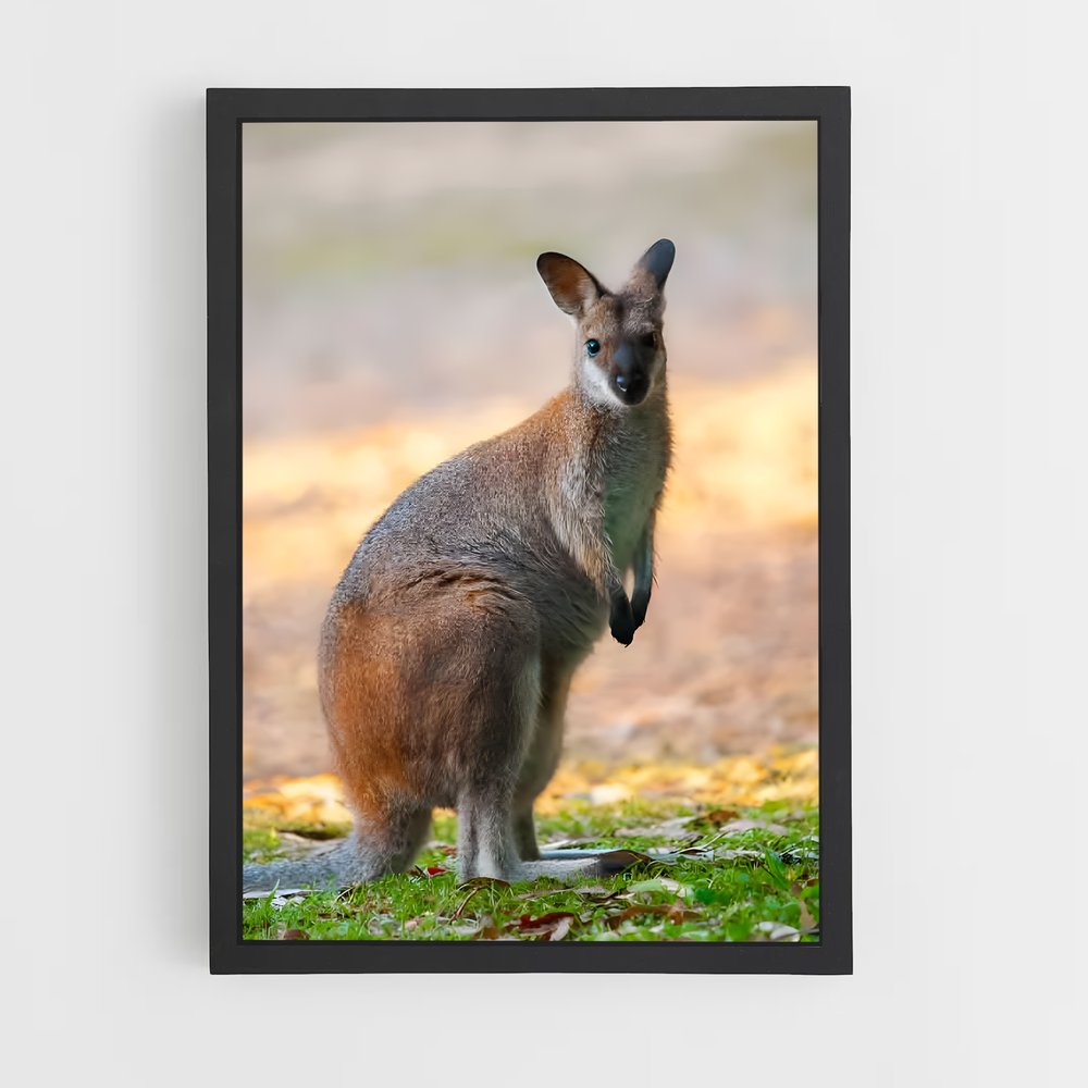 ap-wallaby-6 cadre Noir