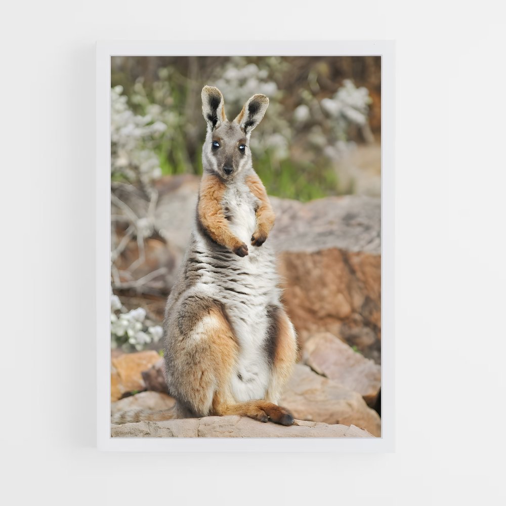 ap-wallaby-8 cadre Blanc
