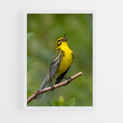 ap-warbler-1 cadre Blanc