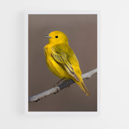 ap-warbler-4 cadre Blanc