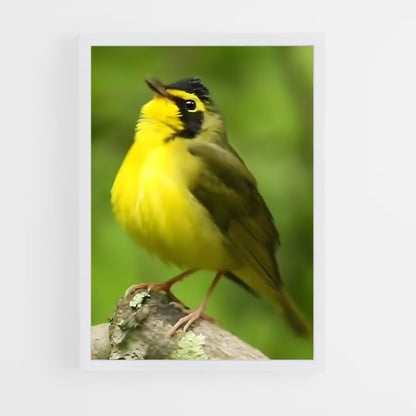 ap-warbler-7 cadre Blanc
