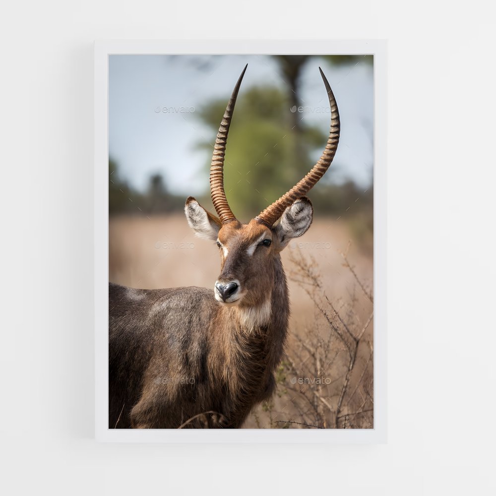 ap-waterbuck-1 cadre Blanc