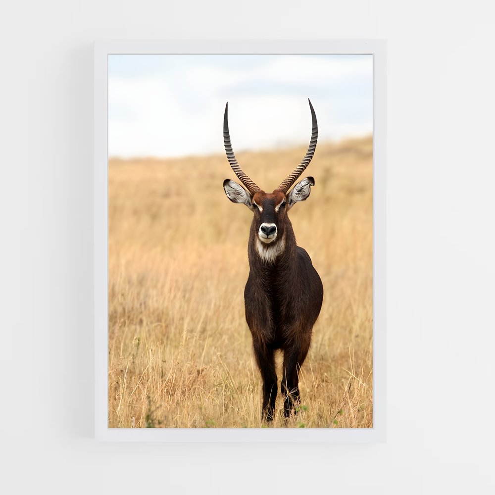 ap-waterbuck-2 cadre Blanc