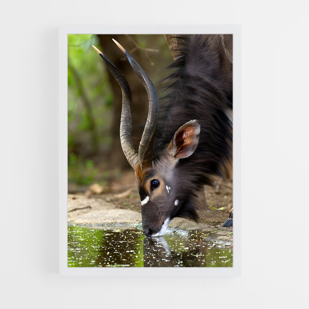 ap-waterbuck-3 cadre Blanc