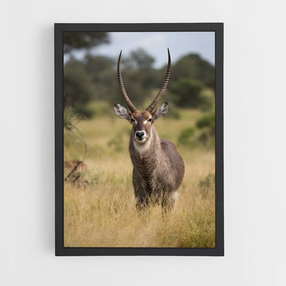 ap-waterbuck-6 cadre Noir