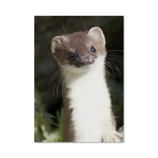 Poster La Petite Fouine