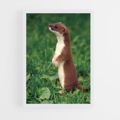 ap-weasel-2 cadre Blanc