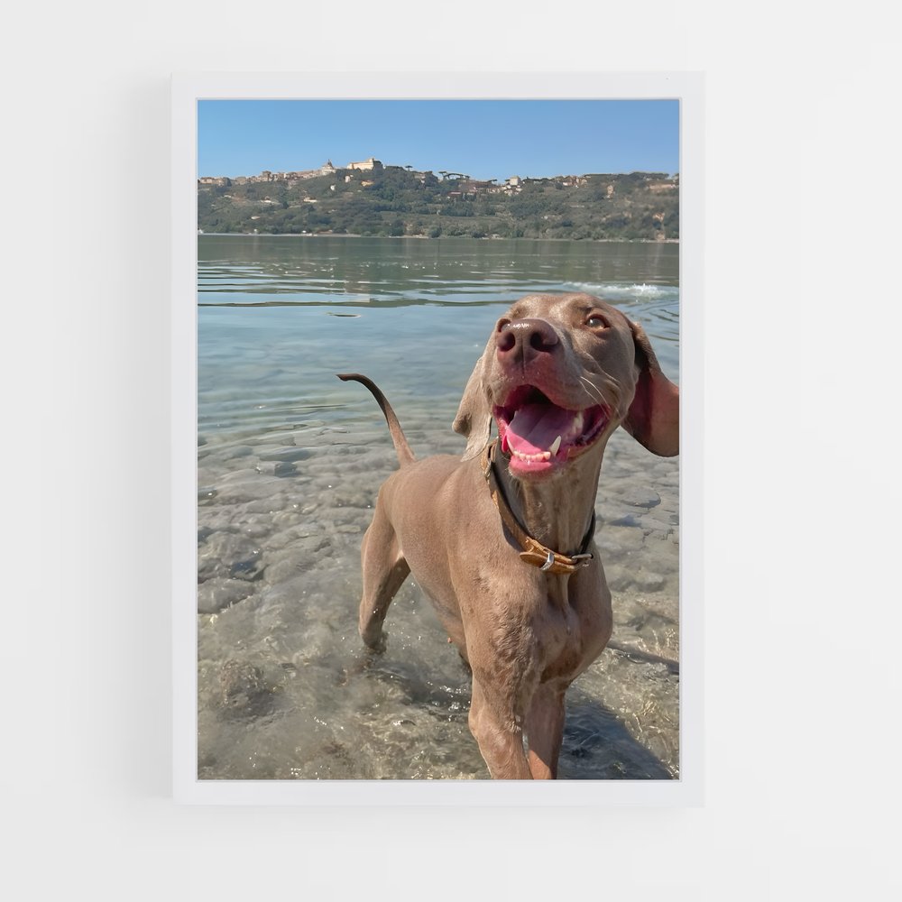 ap-weimaraner-1 cadre Blanc