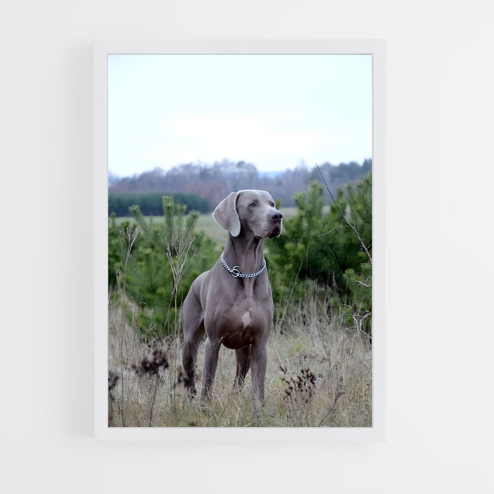 ap-weimaraner-2 cadre Blanc